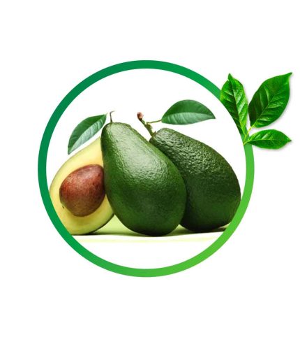Abacate Enxerto Avocado / Fortuna / Quintal