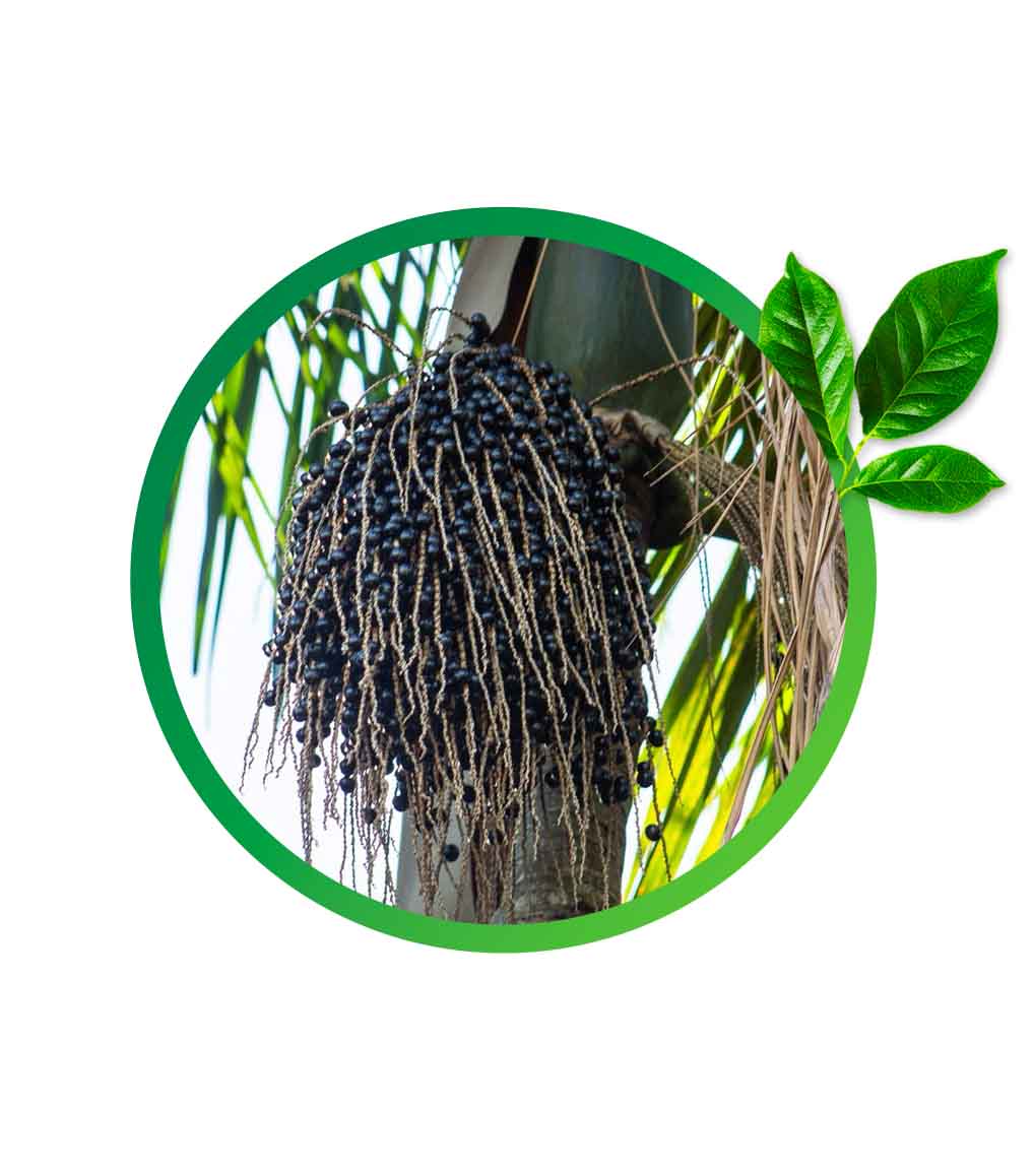 acai2