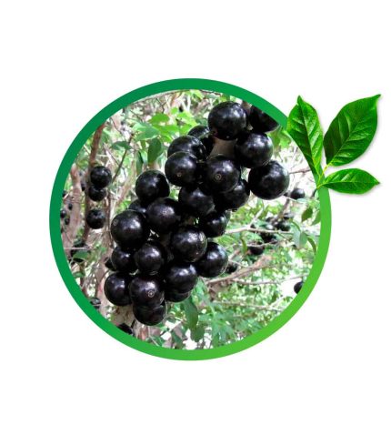 Jabuticaba