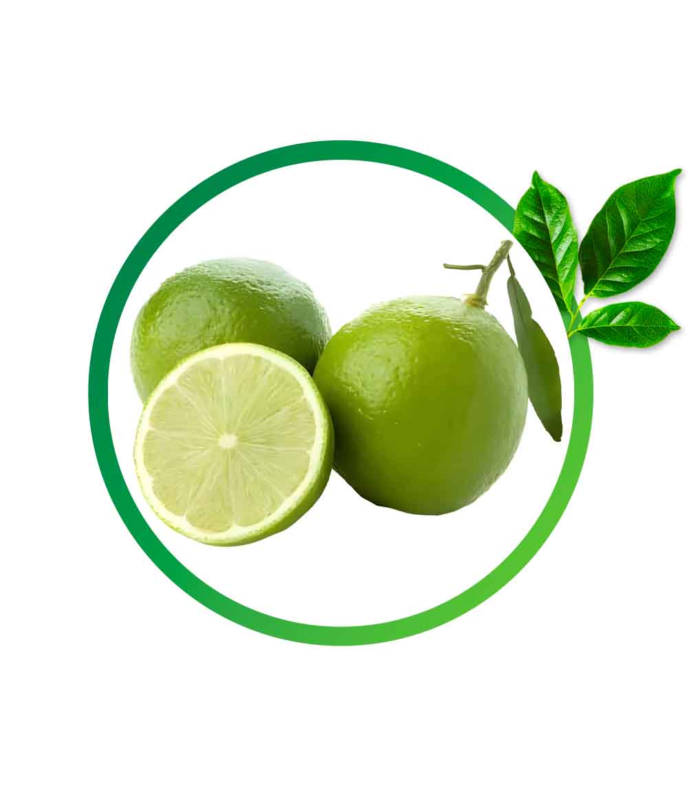 l1