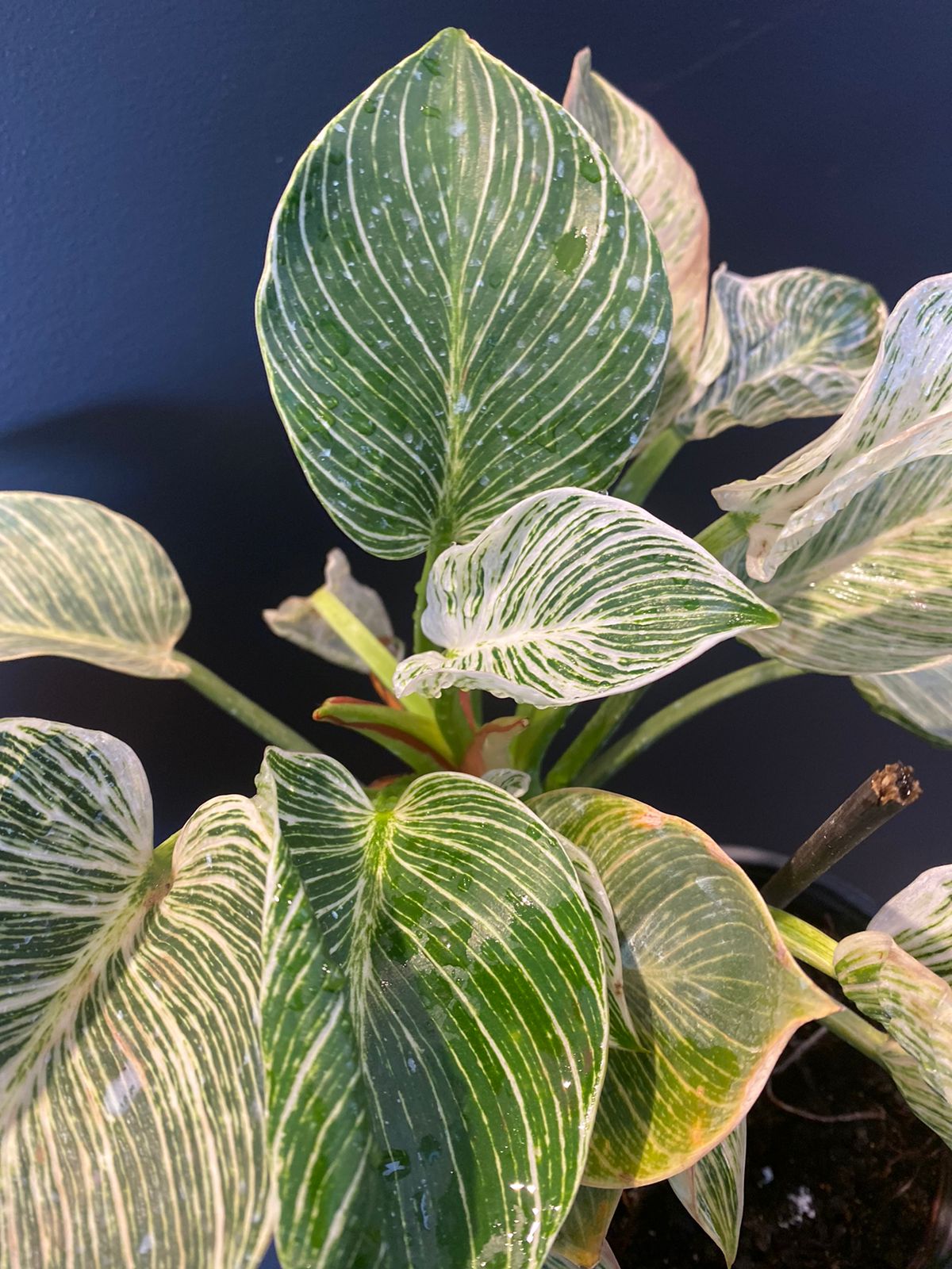 PHILODENDRON BIRKIN ORNAMENTAIS