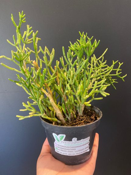 Suculenta Rhipsalis Erecta