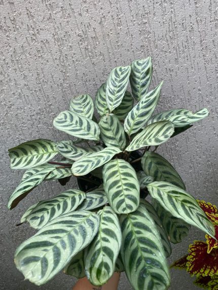 Maranta Burle Max