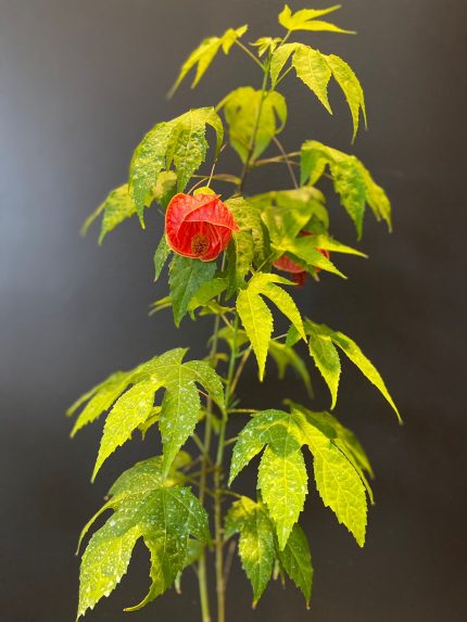 ABUTILON