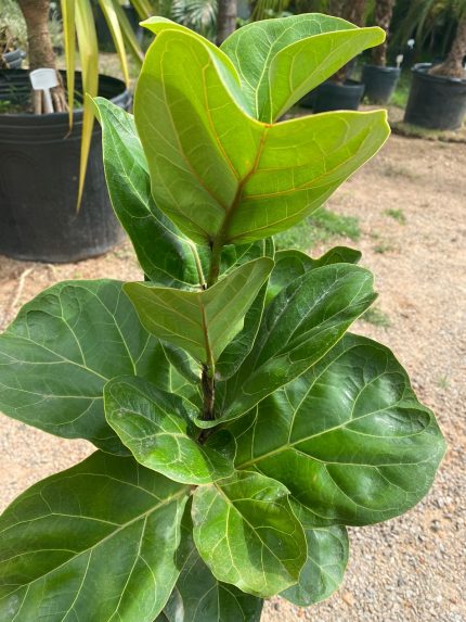 Ficus Lyrata
