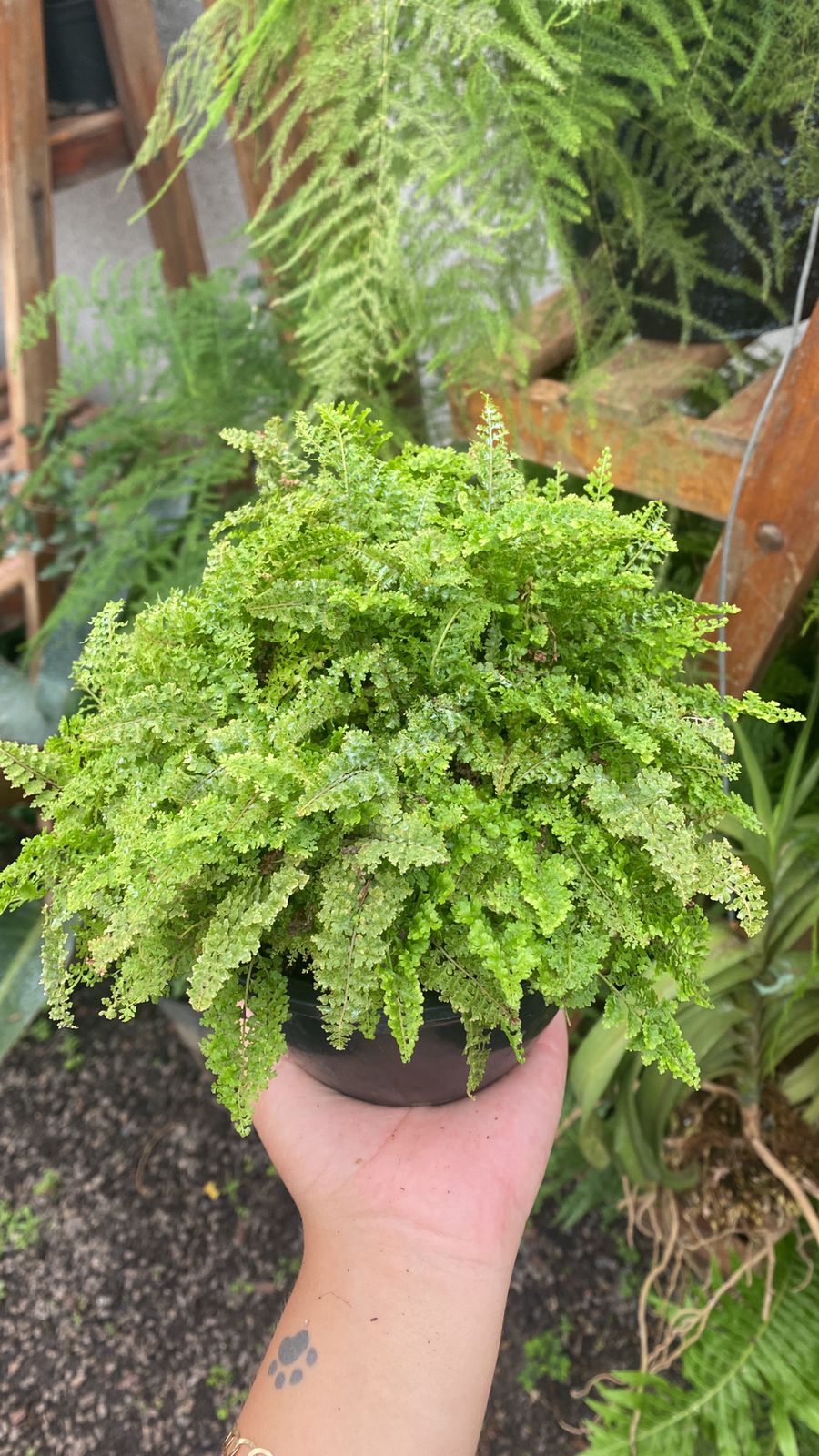 mini samambaia