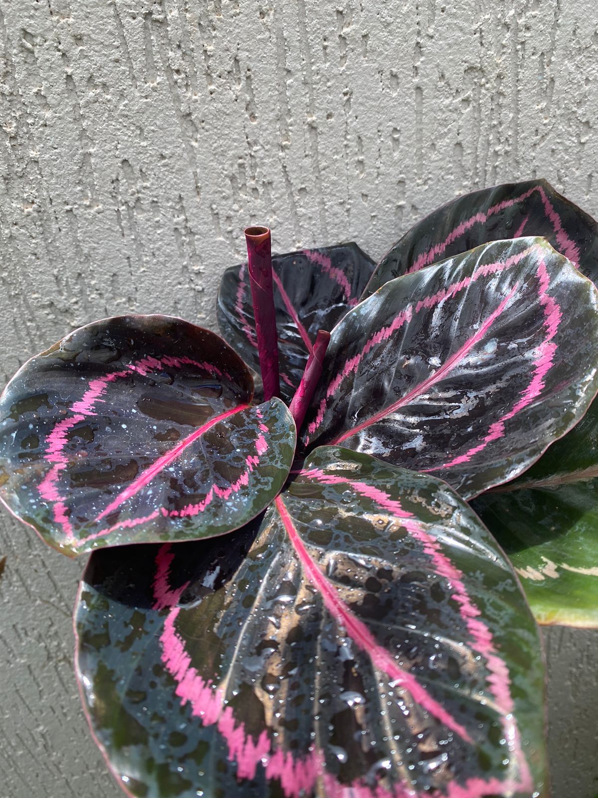 maranta rubi