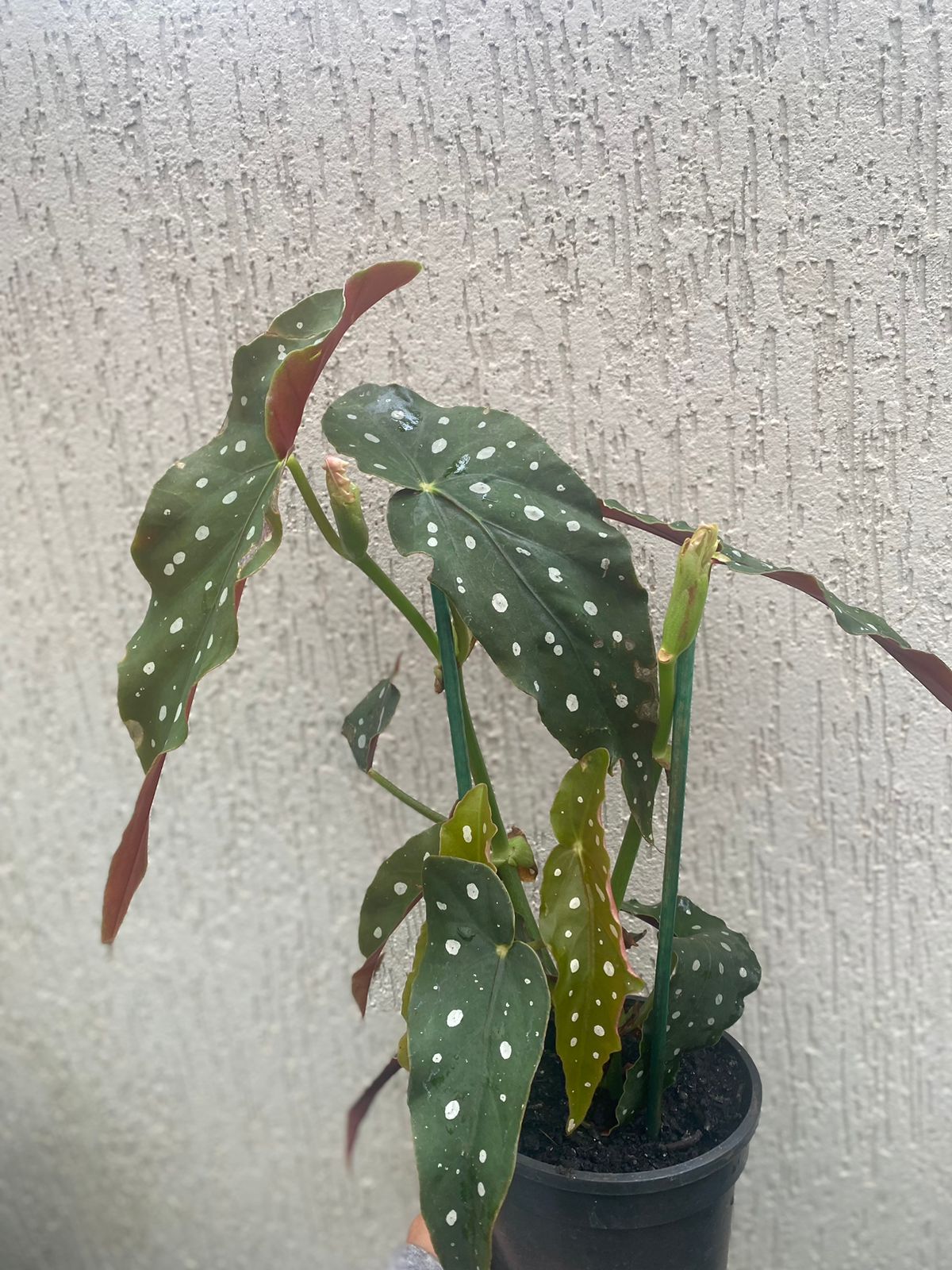 begônia maculata