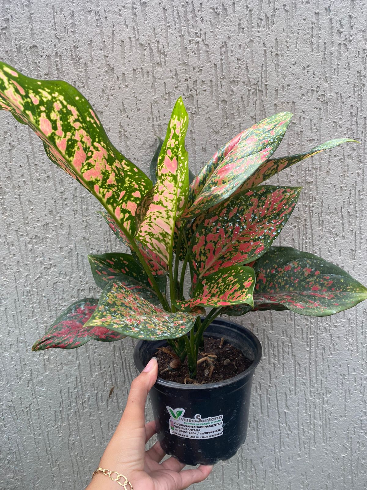agaonema creta
