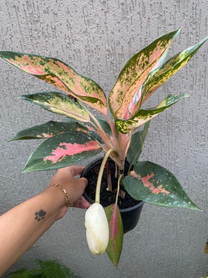 Aglaonema Lawan