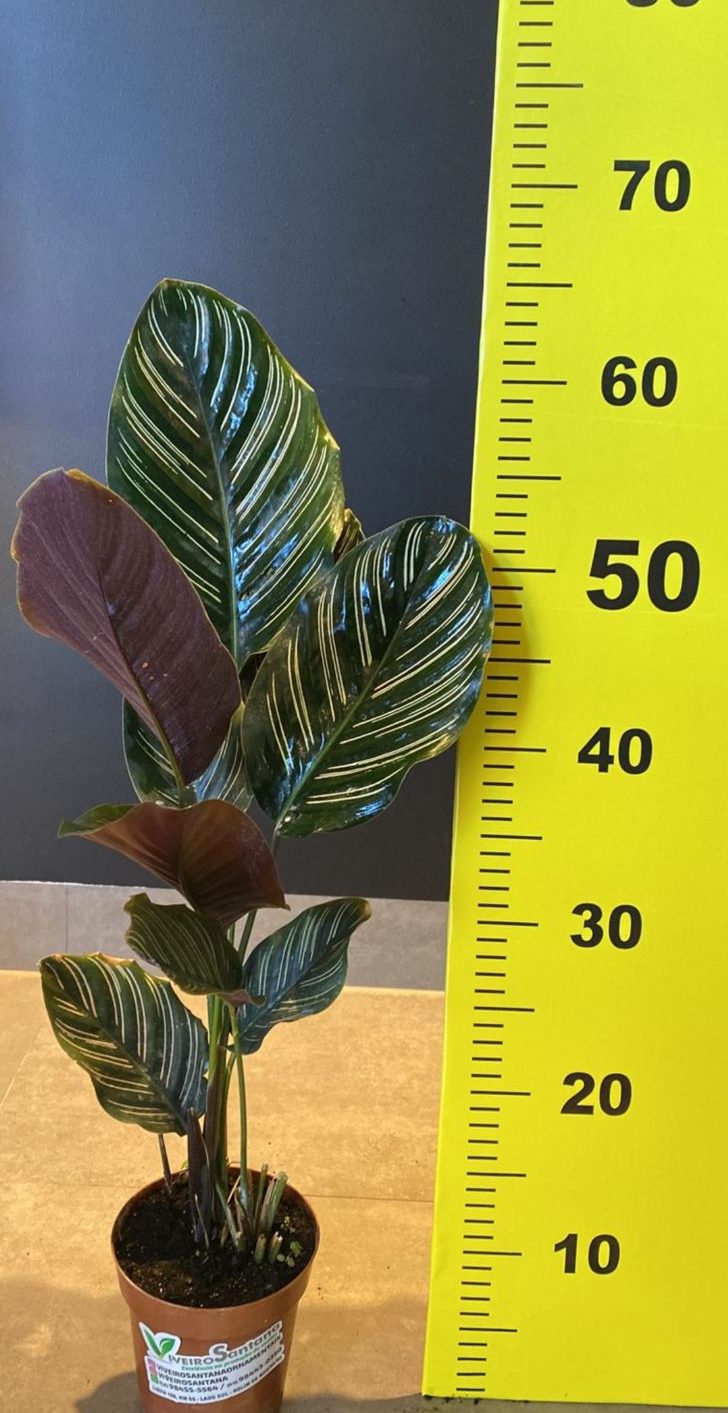 maranta ornata