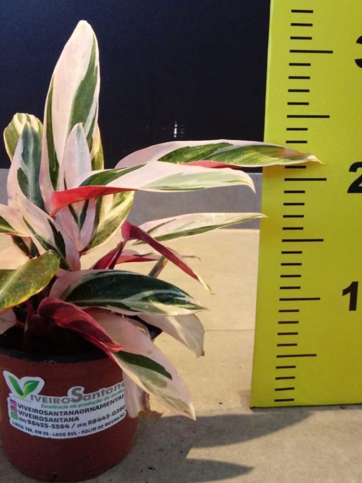maranta triostar