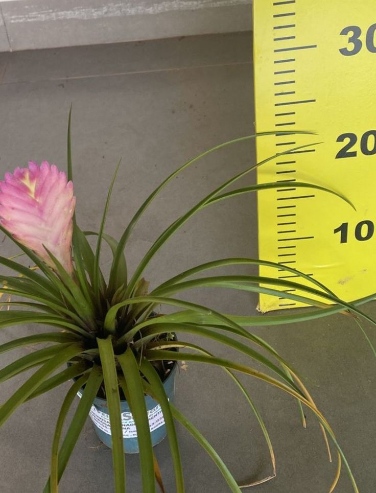 bromélias Tillandsia