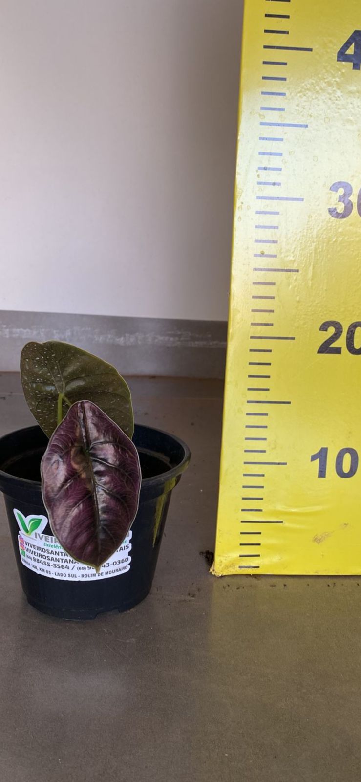 alocasia azlanii