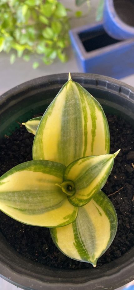Sansevieria trifasciata 'Hahnii'