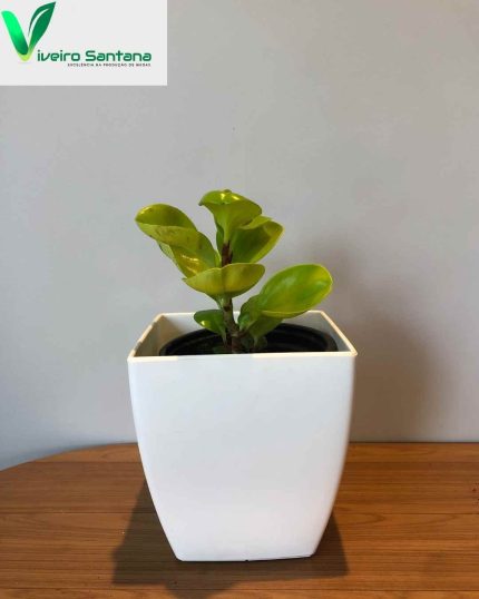 CACHEPO ELEGANCE QUADRADO 04 BRANCO