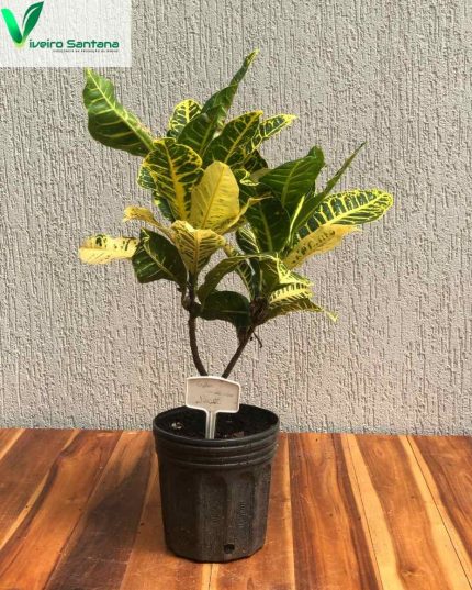 Croton Canarinho 3,6L