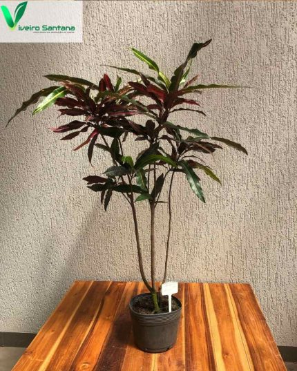 CROTON EXCURRENS 3,6 L