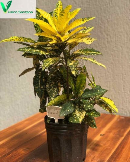 CROTON GOLD SUN  3,6L