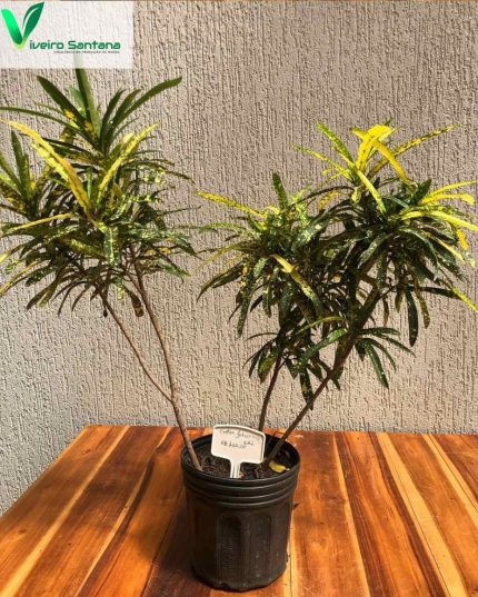Croton Johannis (3,6L)