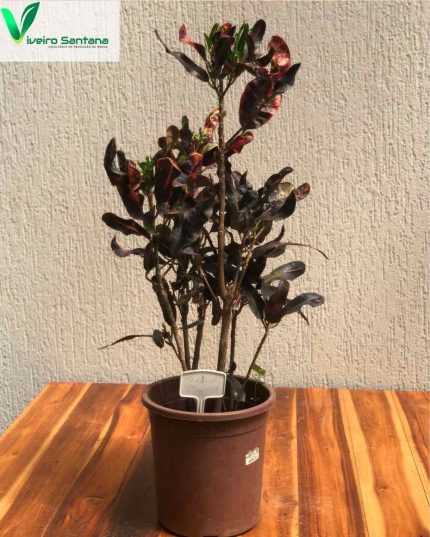 Croton Mamy (PT 24)