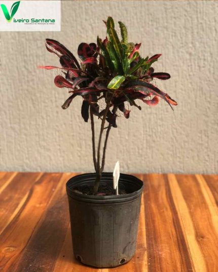 CROTON MAMY 5 L