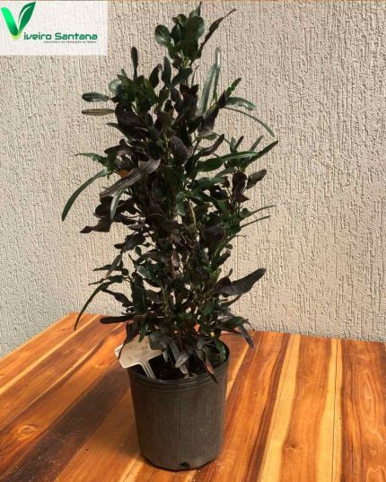 CROTON NEGRO 3,6L