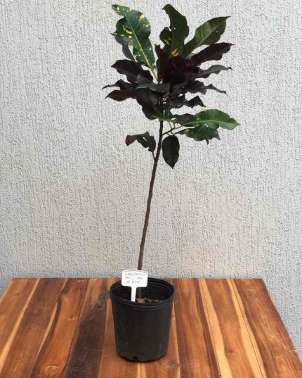 CROTON PHILIPPINE RED 3,6 L