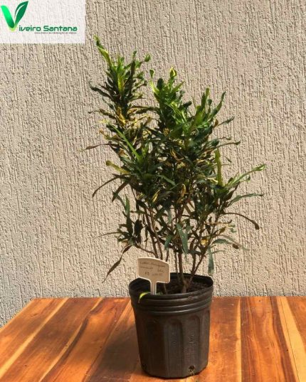 CROTON PARAFUSO AMARELO 3,6 L