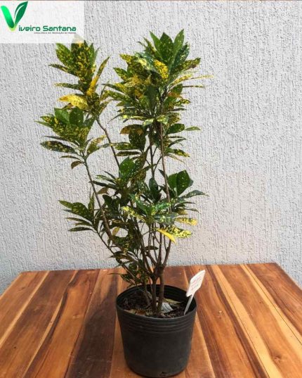 CROTON AUREO MACULATUM