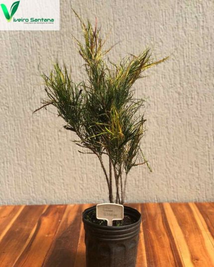 CROTON PICASSO  3,6 L