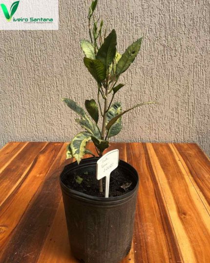 CROTON TAMARA 3,6L