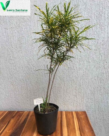 CROTON BRASILEIRINHO 3,6L