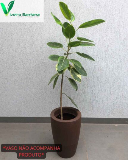 Ficus altissima