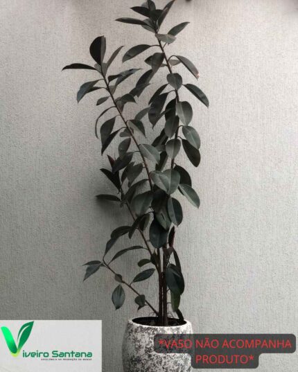 Ficus elástica rubro 2 hestes