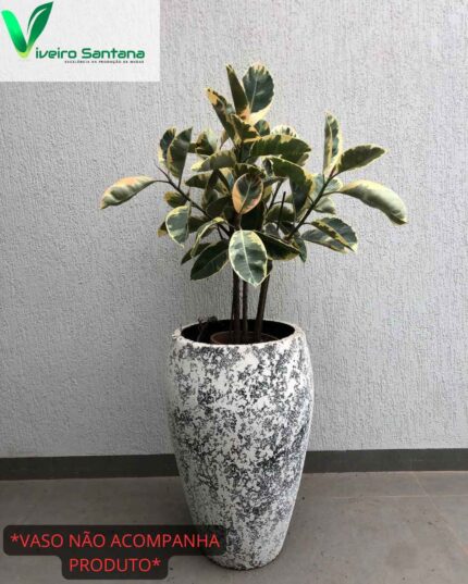 Ficus elastica variegata