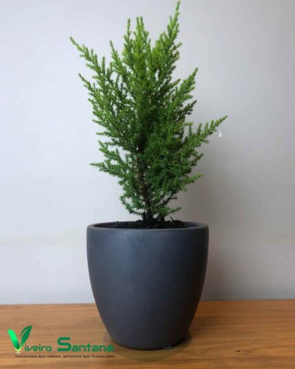 VASO ORQ CIMENT QUEIM PT 12