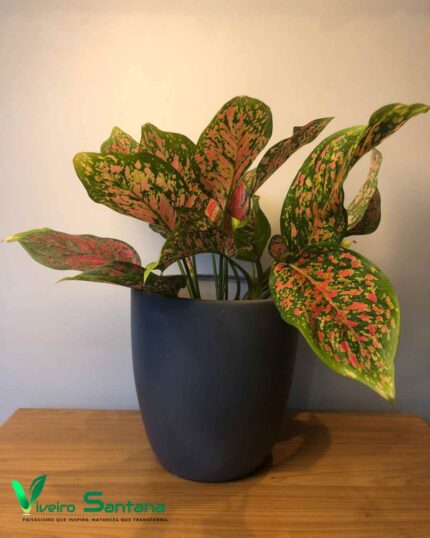 VASO ORQ CIMENT QUEIM PT 18