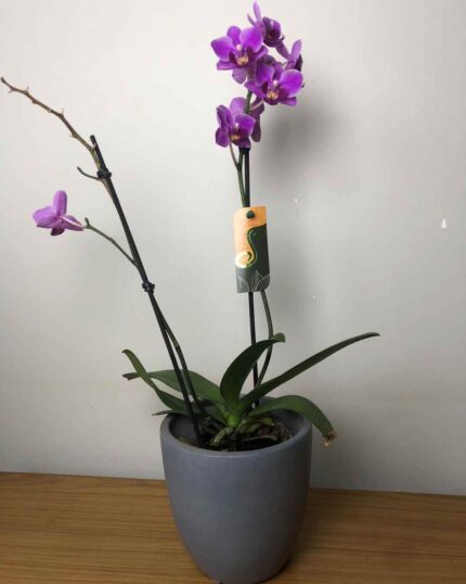 VASO ORQ CIMENT QUEIN PT 9